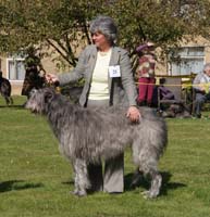 GHILTAN HONESTY OF MULRANNY